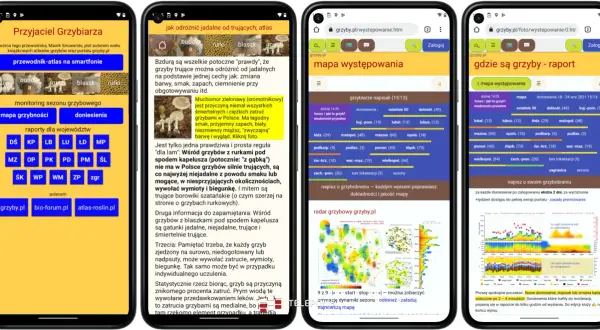 Najlepsza aplikacja gdzie są grzyby - poznaj tajniki zbierania grzybów